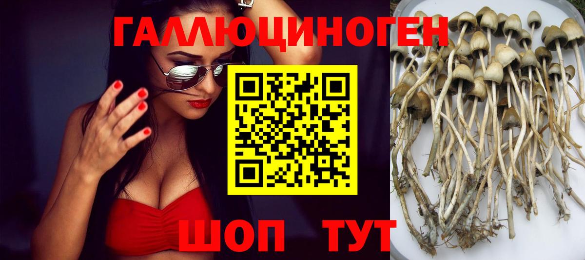 Галлюциногенные грибы Psilocybe Знаменск